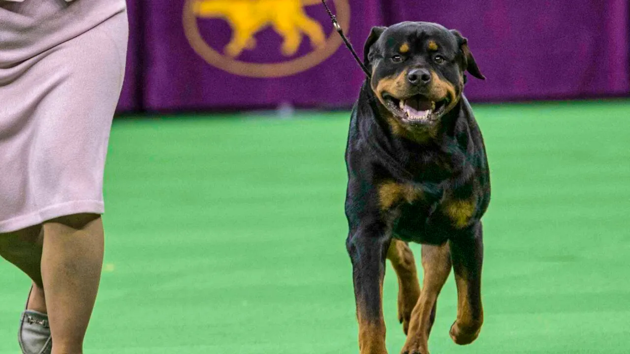 Dog ownership. Rottweiler club plans to file an appeal against Zurich ban