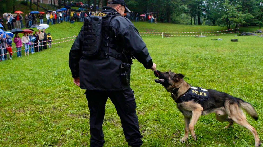 Cet événement montre "l’efficacité des chiens de police dans des
situations complexes", explique la police cantonale valaisanne (image d'illustration).