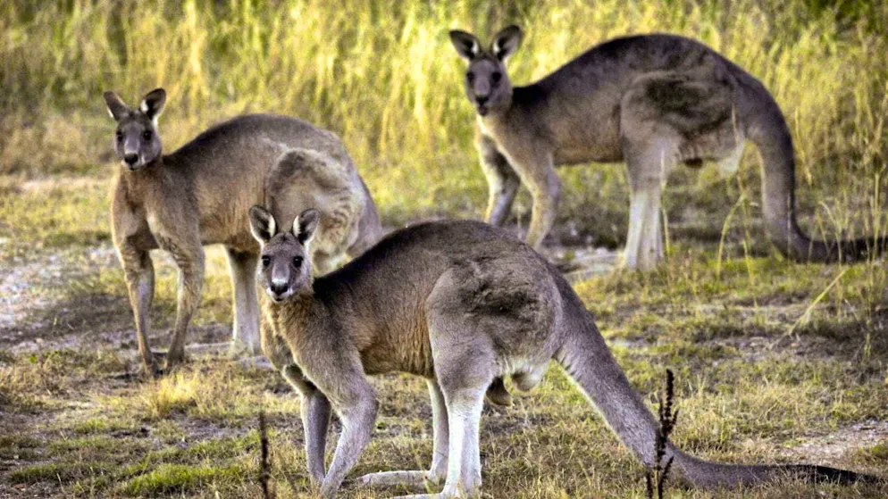 ARCHIVE - Kangaroos near Canberra. Photo: Mark Graham/AP/dpa