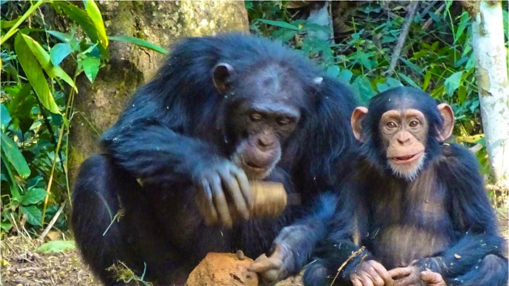 Female chimpanzee Fanle cracks an oil palm nut while her young son, Flanle, looks into the camera.