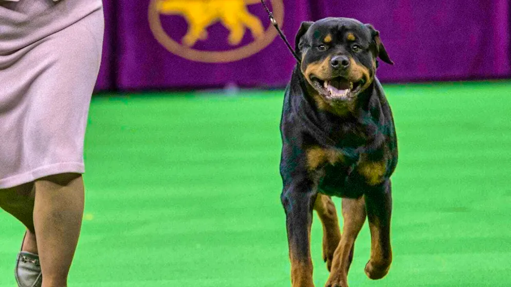As of January 1, the purchase of new Rottweilers is prohibited in the canton of Zurich. The Rottweiler Club does not want to accept this. A breed ban is useless. (archive picture)