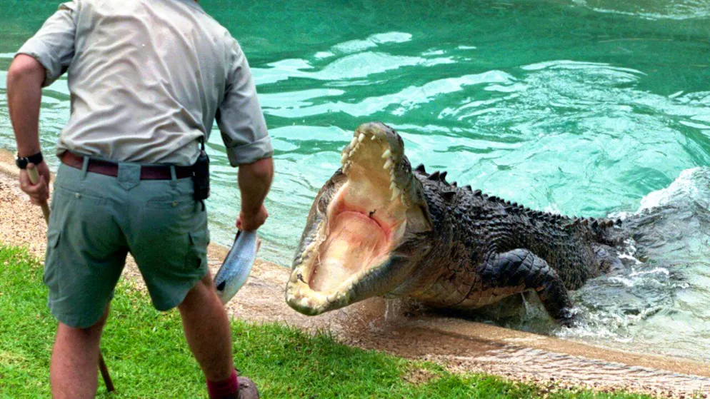 Une séquence du film "Crocodile Dundee" utilise des images du crocodile marin Burt "s'élançant hors de l'eau" (cliché symbolique/Keystone archives).