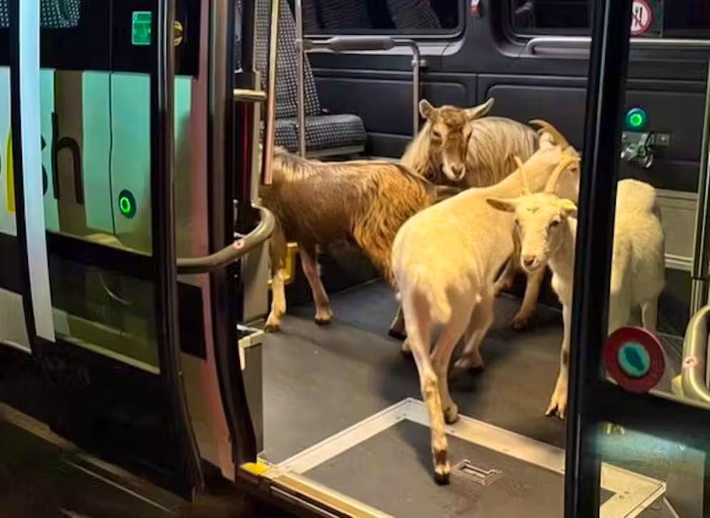 Un dimanche d'octobre, quatre chèvres ont sauté dans le bus pour rentrer de balade dans le canton de Schaffhouse.