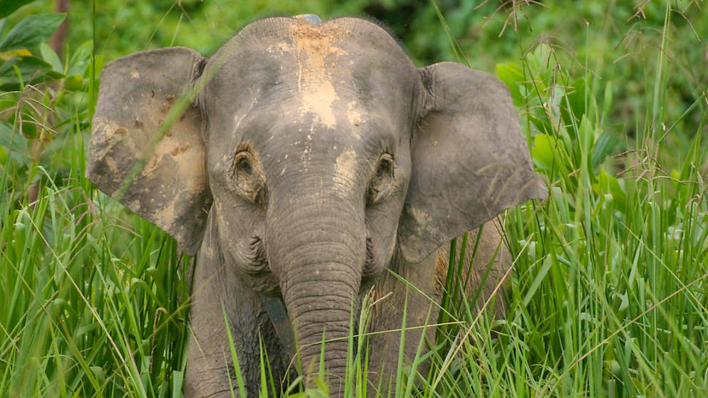 2024 gibt es laut WWF im Reich der bedrohten Arten zahlreiche Verlierer, darunter Korallen, Borneo-Elefanten, Bantengs, Brillen-Pinguine und Bäume. (Archivbild)