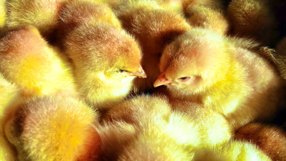 Male chicks sit in a basket.