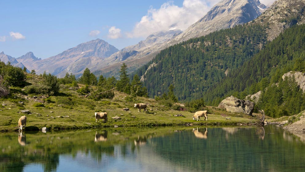 Die geografisch abgelegeneren und dadurch vermutlich stärker isolierten Walser-Gemeinschaften im Lötschental VS unterscheiden sich gemäss der Studie genetisch stärker von anderen alpinen Gemeinschaften.