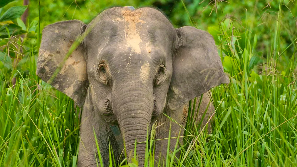According to the WWF, there will be numerous losers in the realm of endangered species in 2024, including corals, Bornean elephants, bantengs, spectacled penguins and trees. (archive image)