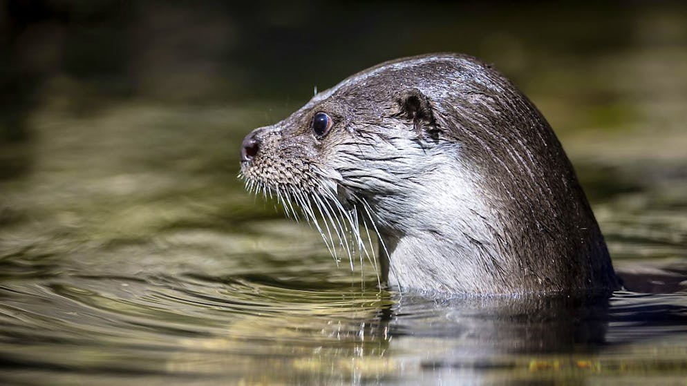 WWF Svizzera. Il 2024 è stato positivo per lontre e cicogne, negativo per ricci e lupi