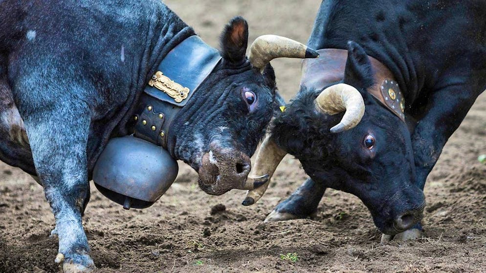 Highlight of the breeding year: the final of the Valais cow fights. (archive picture)