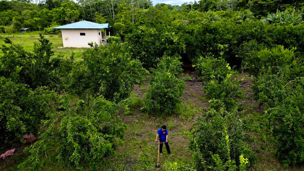 Evo Morales beim Unkraut jäten auf seiner Plantage bei Shinahota.