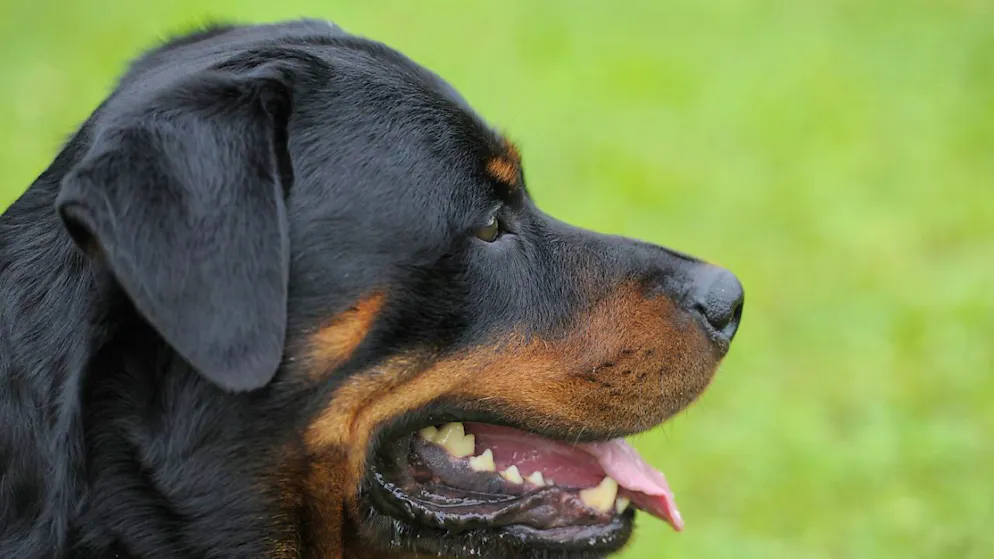 Da mercoledì non si potranno più acquistare rottweiler nel canton Zurigo.