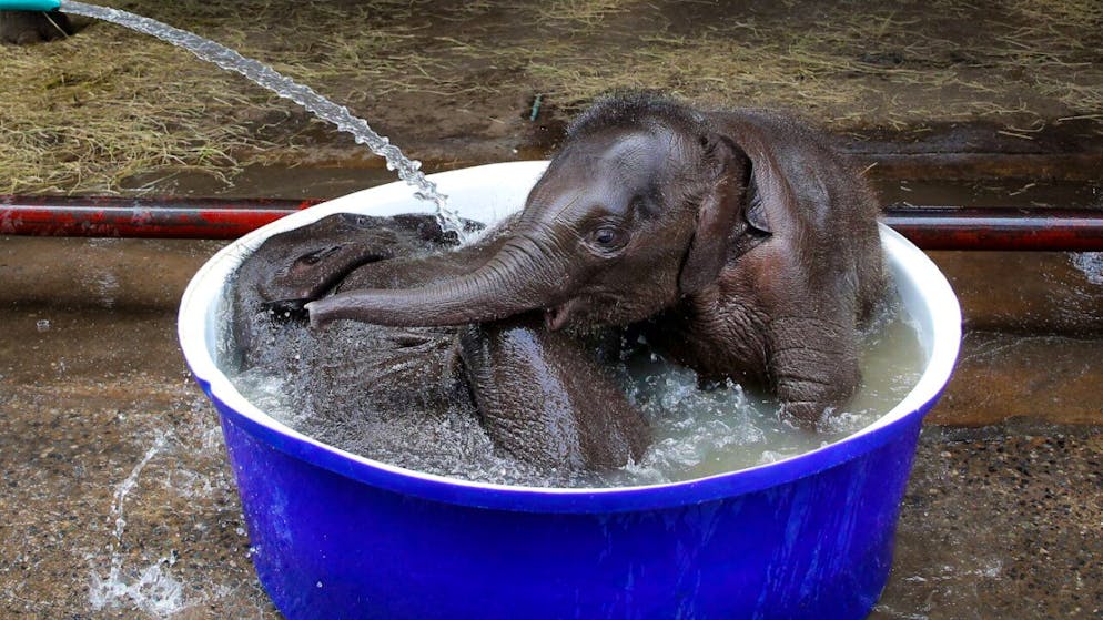 Die Thais hegen eine besondere Liebe zu den majestätischen Tieren: In kaum einem anderen Land werden Elefanten so verehrt wie hier - sie sind das Nationaltier und gelten zudem als Glücksbringer. 