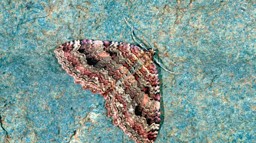 Die Schweizerische Gesellschaft für Höhlenforschung hat den Olivbraunen Höhenspanner zum Höhentier des Jahres 2025 gewählt.