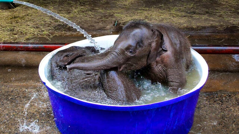 The Thais have a special love for these majestic animals: In hardly any other country are elephants as revered as they are here - they are the national animal and are also considered to bring good luck.