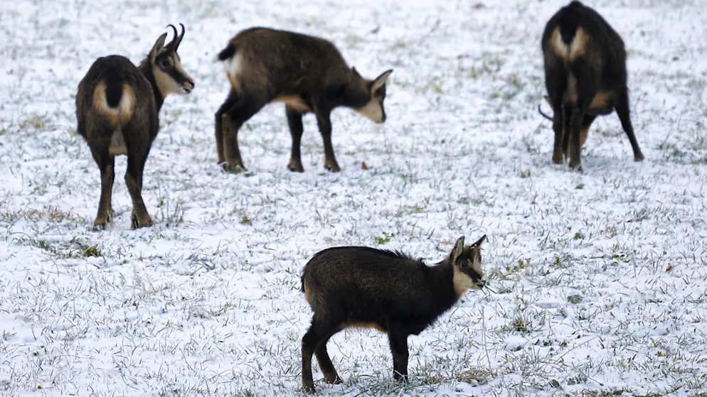 Brigitte Bardot s'insurge du "massacre" des chamois dans le Doubs (photo d'illustration).