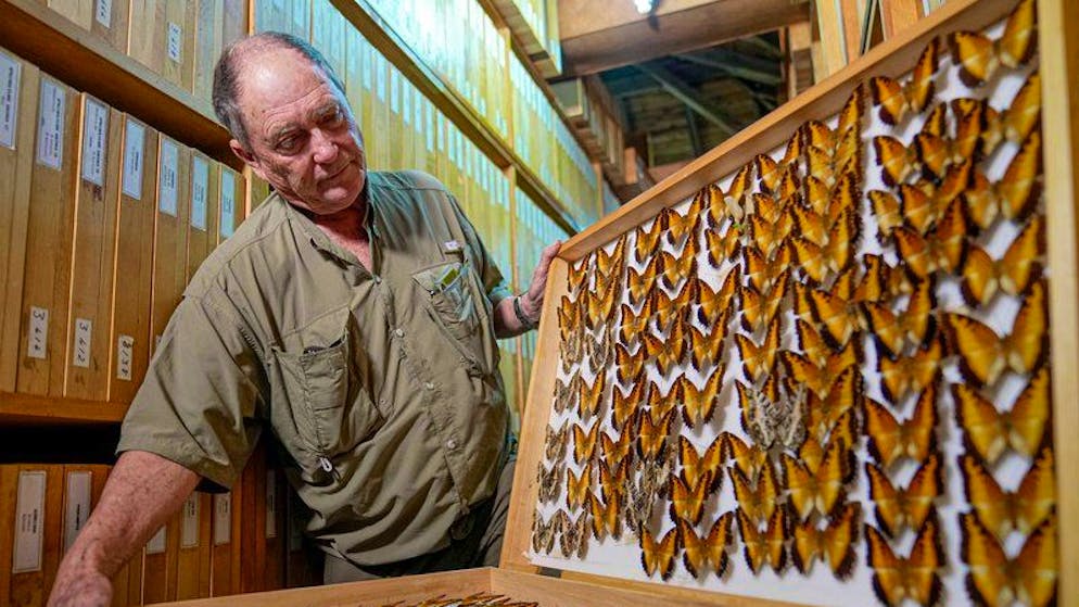 Steve Collins, ein Schmetterlingssammler und Gründer des African Butterfly Research Institute (ABRI), hält in Nairobi eine Schmetterlingssammelbox. 