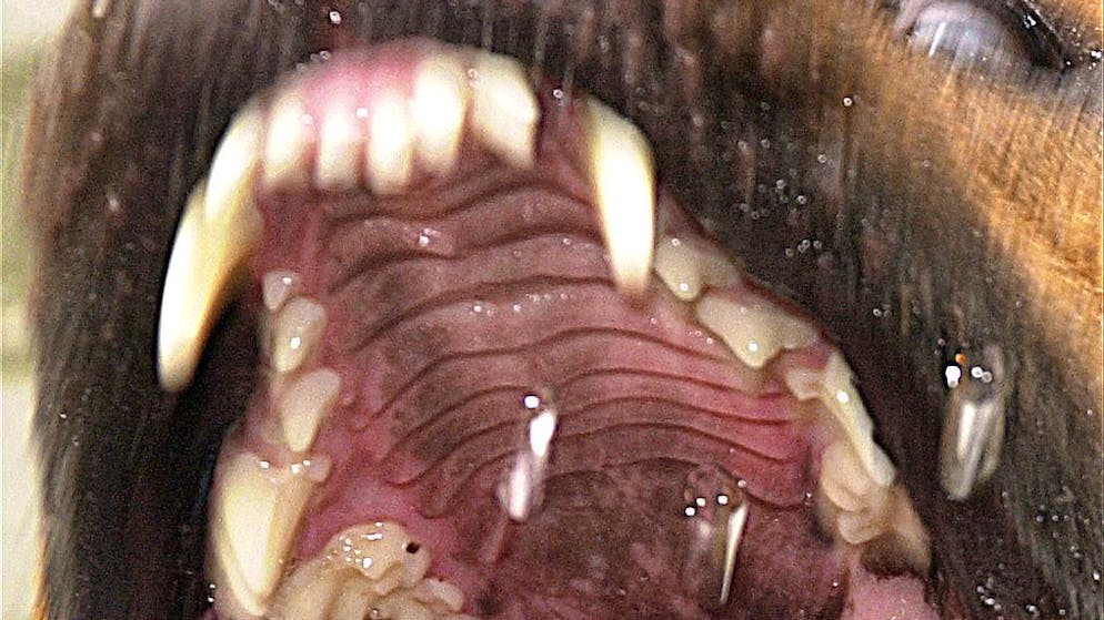 Chewing bones under suspicion. What's behind werewolf syndrome in dogs