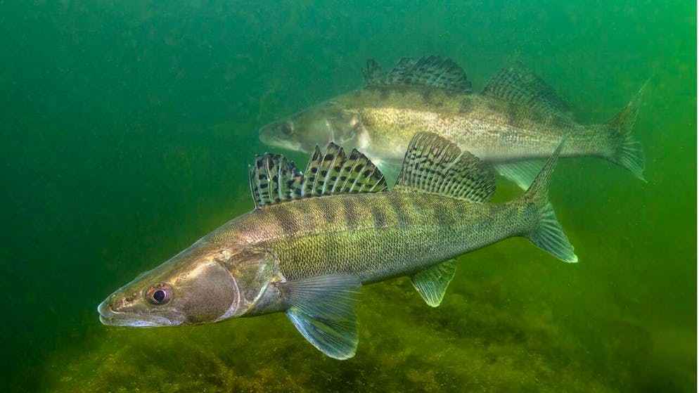 Una specie molto particolare. Il Lucioperca è il pesce dell'anno, «bello e combattivo»