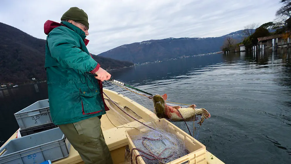Der Schweizerische Fischerei-Verband hat den Zander zum Fisch des Jahres 2025 erklärt. Der Zander ist dank seiner Anpassungsfähigkeit eine der wenigen Fischarten, die aus eigener Kraft überleben. (Archivbild)