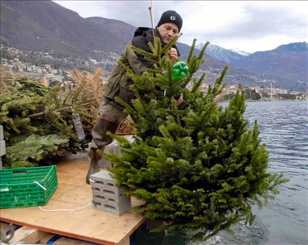 Creano un ambiente per i pesci.