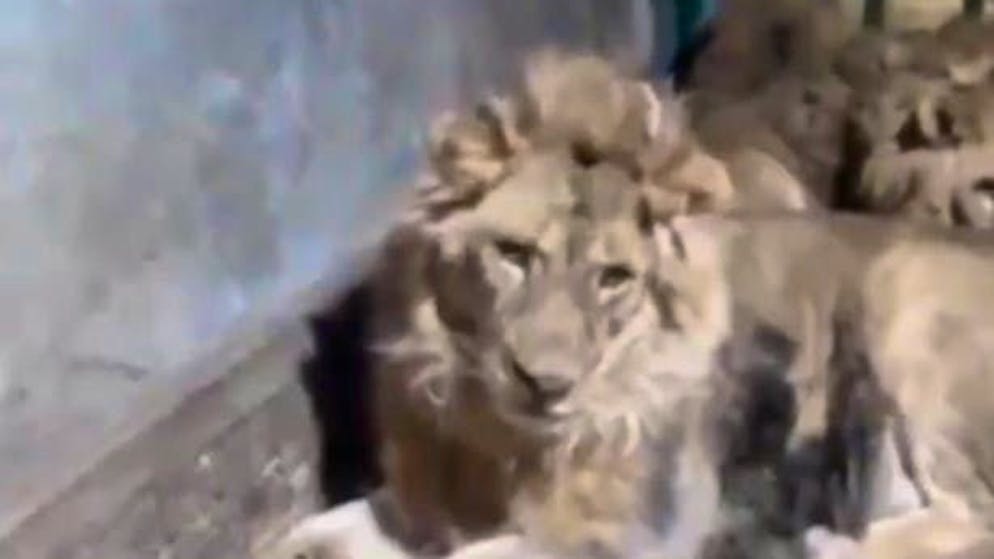 Screenshot from the man's video. You can see the lions lying on the ground before they attack the zookeeper.