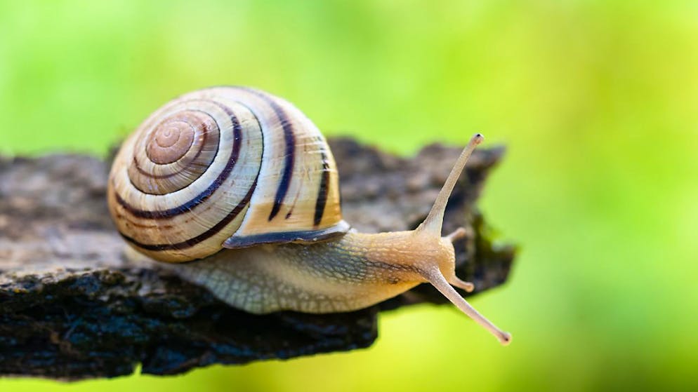 Ecco l'animale dell'anno 2025