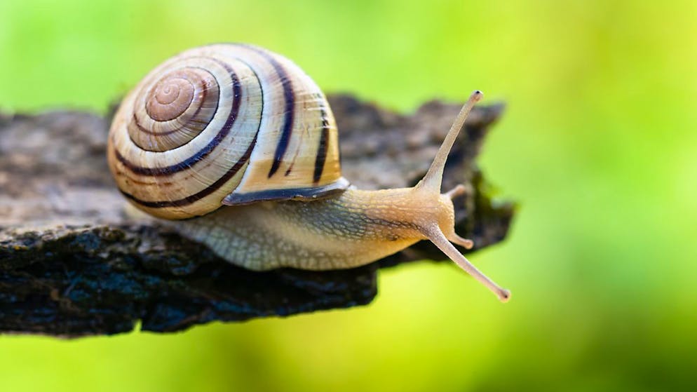 Die in der ganzen Schweiz verbreitete Schneckenart steht laut Pro Natura für die Wichtigkeit des Bodenlebens.
