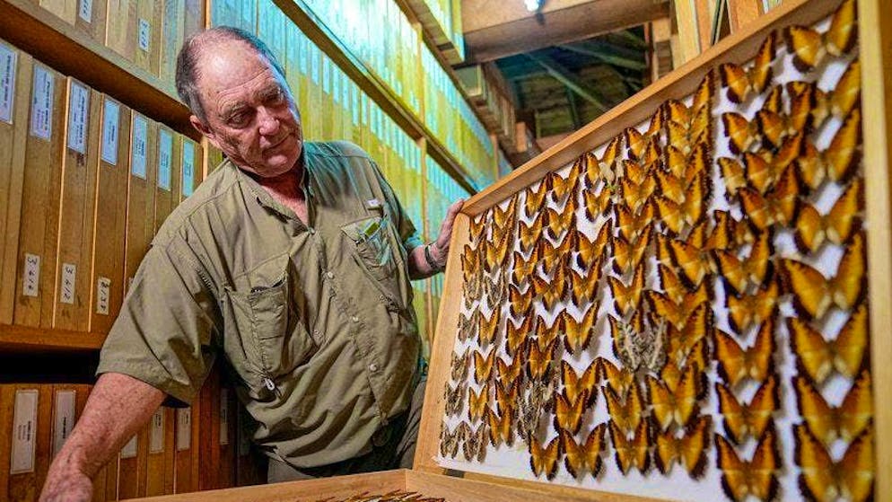 Steve Collins, collezionista di farfalle e fondatore dell'African Butterfly Research Institute (ABRI), mostra alcune delle farfalle raccolte nel corso di una vita.