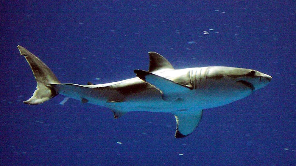 L'attacco di uno squalo ha fatto una vittima in Nuova Caledonia. (Immagine d'archivo).