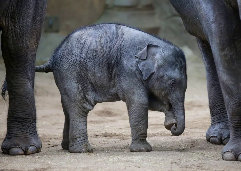 Un regalo di Natale in ritardo per gli elefanti dello Zoo di Berlino (immagine illustrativa).