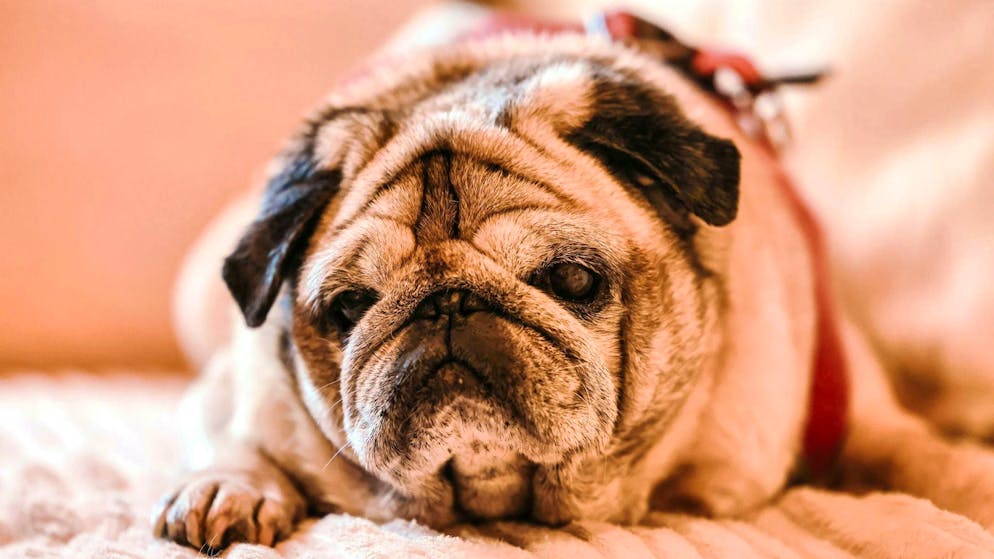 Confused, disoriented: Many dogs and cats have dementia - Gallery. According to experts, dementia is widespread in older dogs. 