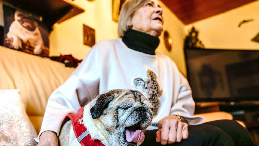 Confused, disoriented: Many dogs and cats have dementia - Gallery. The demented dog is less agile, hardly active - and still much loved.