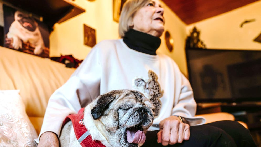 Verwirrt, desorientiert: Viele Hunde und Katzen haben Demenz - Gallery. Der demente Hund ist wenig beweglich, kaum noch aktiv - und weiter heiss geliebt.