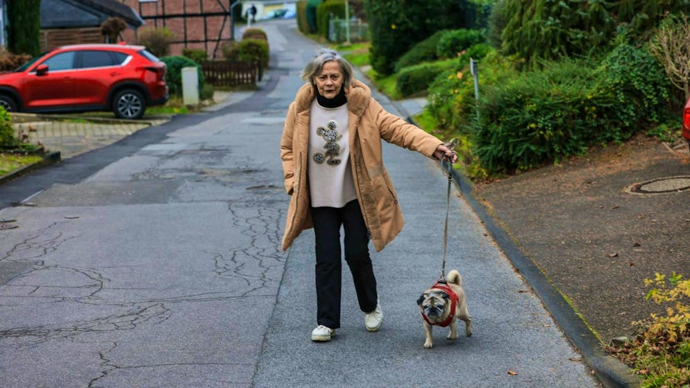 Confused, disoriented: Many dogs and cats have dementia - Gallery. The dog owner relies on regular short walks on familiar paths.