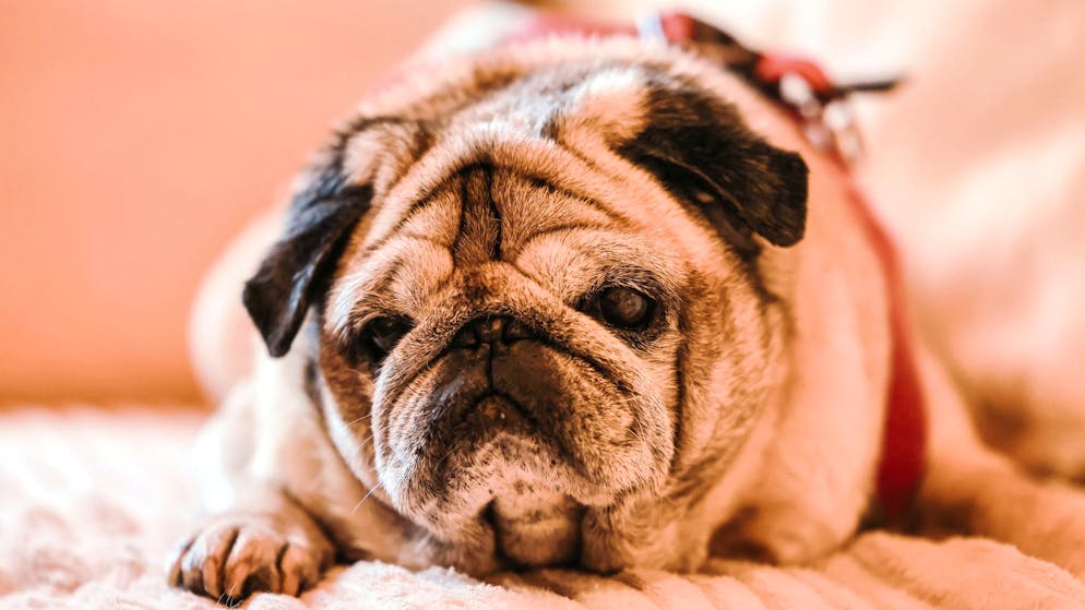 Verwirrt, desorientiert: Viele Hunde und Katzen haben Demenz - Gallery. Bei älteren Hunden ist Demenz laut Experten weit verbreitet. 