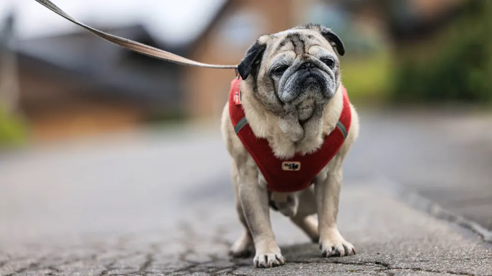 Confused and disoriented. Many dogs and cats have dementia