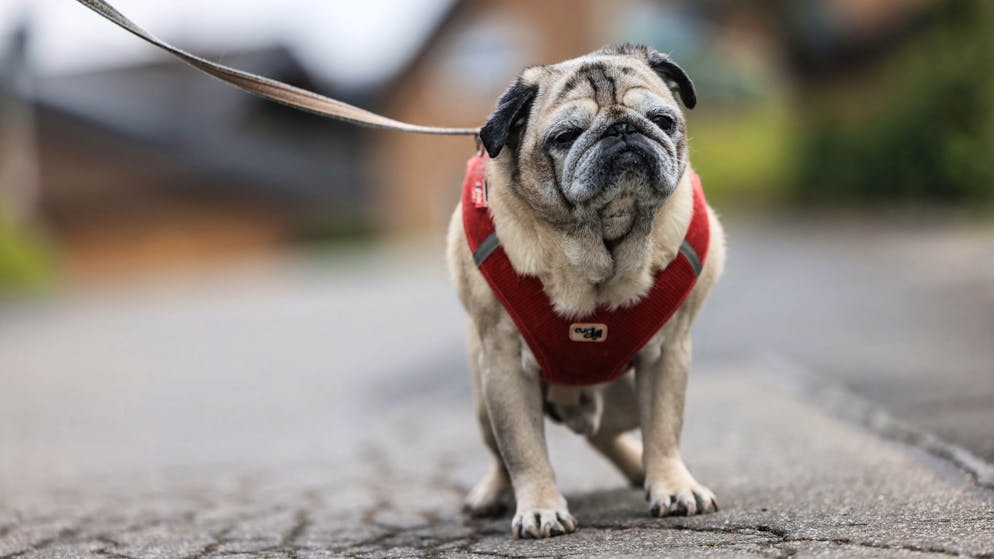 Verwirrt, desorientiert: Viele Hunde und Katzen haben Demenz - Gallery. Längeres regungsloses Stehenbleiben kann laut Tiermediziner ein Demenz-Symptom sein. 