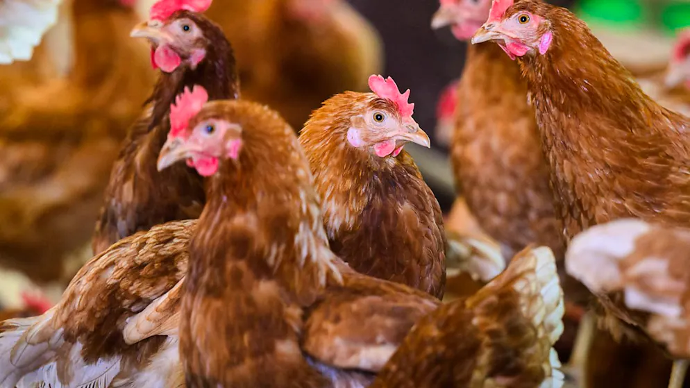 Nach einem Ausbruch der Vogelgrippe in Japan müssen rund 50'000 Hühner gekeult werden. (Symbolbild)