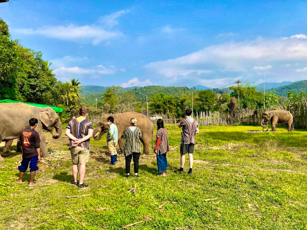 Un elefante uccide una turista spagnola in Thailandia. Nei campi di elefanti thailandesi i turisti possono avvicinarsi di molto agli animali (foto d'archivio).