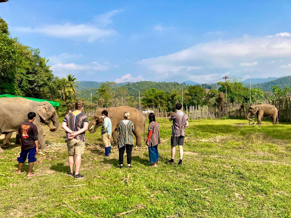 Elefant tötet in Thailand spanische Touristin. In thailändischen Elefantencamps kommen Touristen den Tieren ganz nahe. 