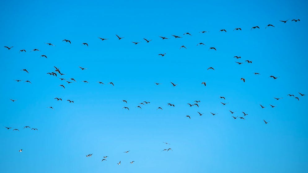 H5N1 variant. First human death in USA after bird flu infection