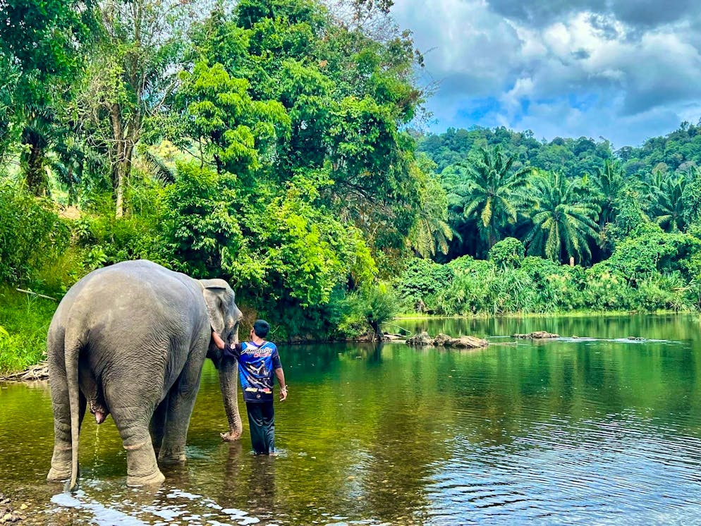 Un elefante uccide una turista spagnola in Thailandia. Gli elefanti vivono con i loro custodi nei centri. Gli attivisti per i diritti degli animali lamentano che i turisti stressano gli animali (foto d'archivio).