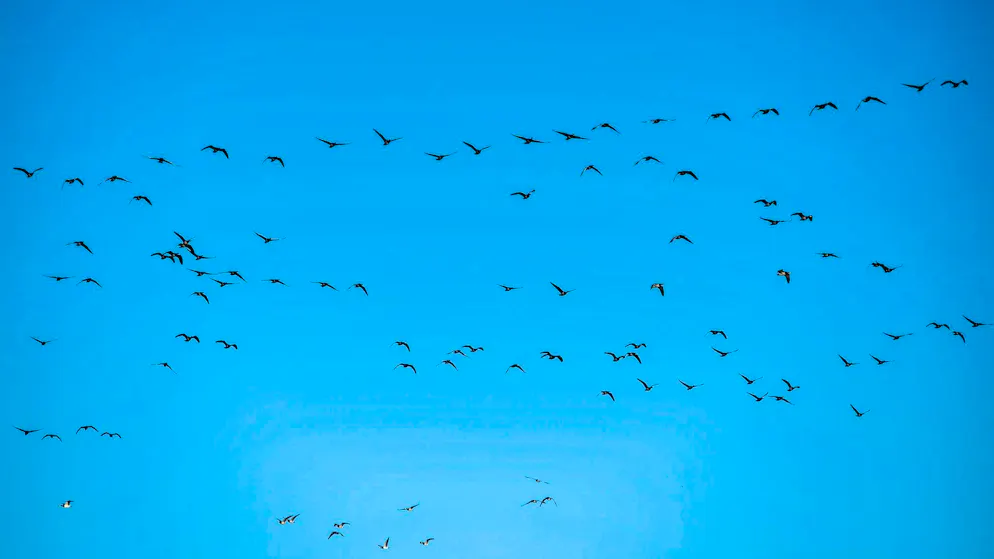 The largest wave of bird flu ever documented is currently spreading.
