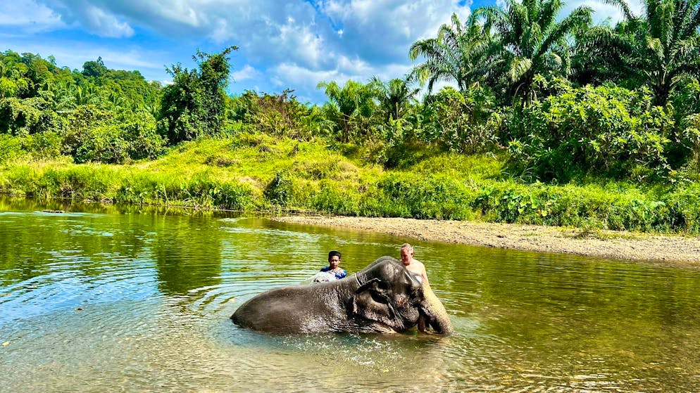 In front of the friend. Elephant kills tourist on Thai vacation island