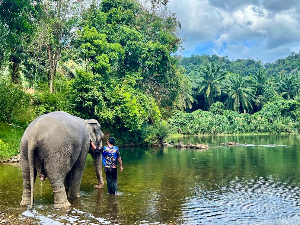 Elefant tötet in Thailand spanische Touristin. In den Zentren leben die Elefanten mit ihren Führern. Tierschützer beklagen, dass die Touristen die Tiere stressen. 