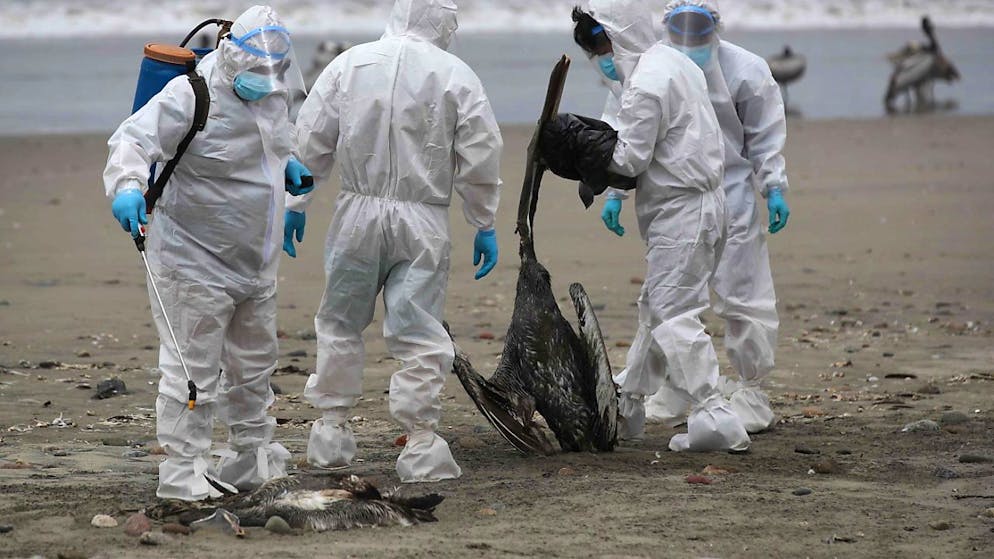 La grippe aviaire A (H5N1) est apparue pour la première fois en 1996, mais, depuis 2020, le nombre des foyers chez les oiseaux a explosé et un nombre croissant d'espèces de mammifères ont été touchées (archives).