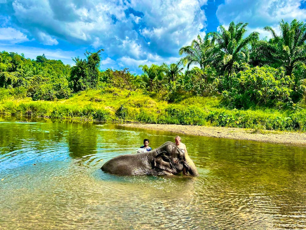Un elefante uccide una turista spagnola in Thailandia. Fare il bagno con gli elefanti è una delle principali attrazioni per i turisti nei campi in Thailandia (foto d'archivio).