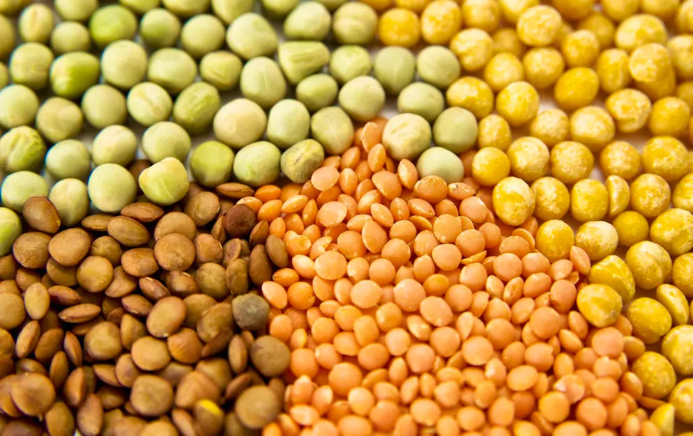 Pulses are considered difficult to digest.