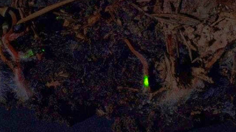 The so-called mycelium, the root of the mushroom, is particularly luminous.