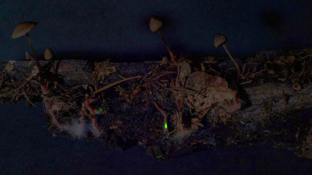 In particolare, il cosiddetto micelio, la radice del fungo, si illumina.